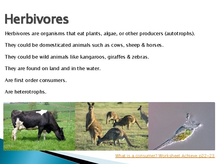 Herbivores are organisms that eat plants, algae, or other producers (autotrophs). They could be
