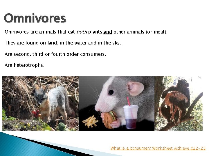 Omnivores are animals that eat both plants and other animals (or meat). They are