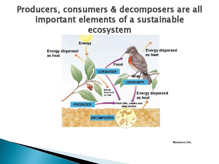 Producers, consumers & decomposers are all important elements of a sustainable ecosystem 