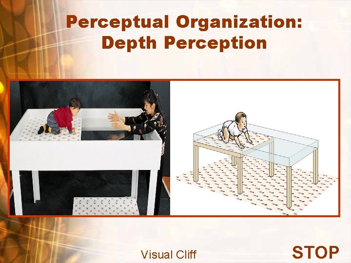 Perceptual Organization: Depth Perception Visual Cliff STOP 