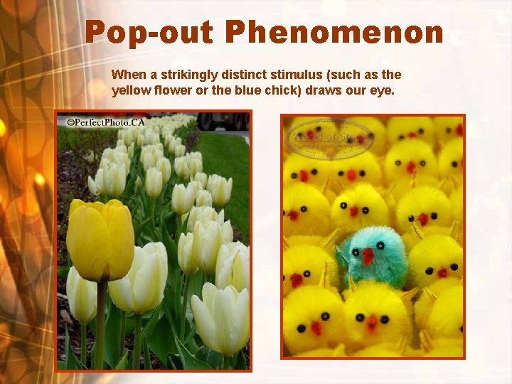 Pop-out Phenomenon When a strikingly distinct stimulus (such as the yellow flower or the