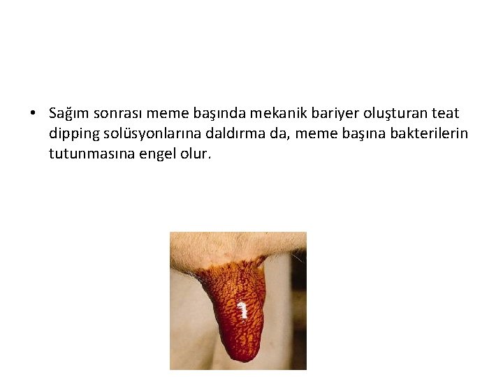  • Sağım sonrası meme başında mekanik bariyer oluşturan teat dipping solüsyonlarına daldırma da,