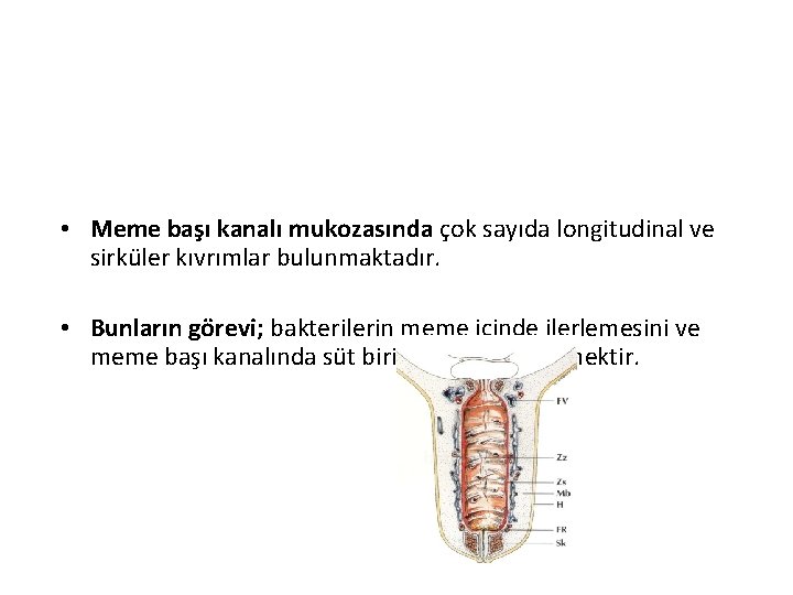  • Meme başı kanalı mukozasında çok sayıda longitudinal ve sirküler kıvrımlar bulunmaktadır. •