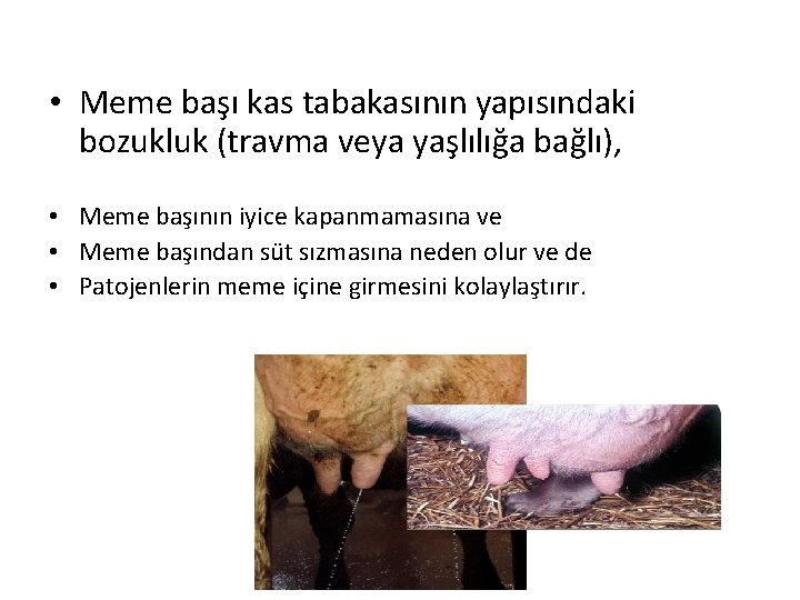  • Meme başı kas tabakasının yapısındaki bozukluk (travma veya yaşlılığa bağlı), • Meme