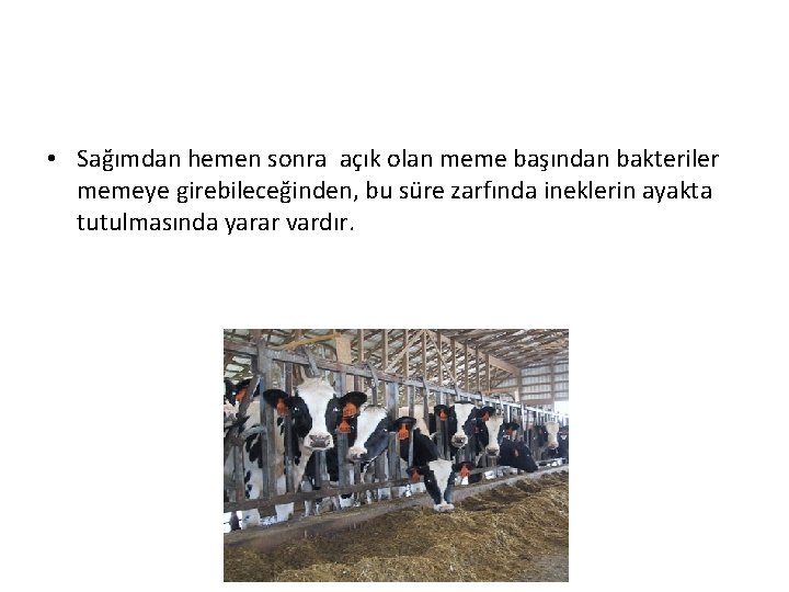  • Sağımdan hemen sonra açık olan meme başından bakteriler memeye girebileceğinden, bu süre