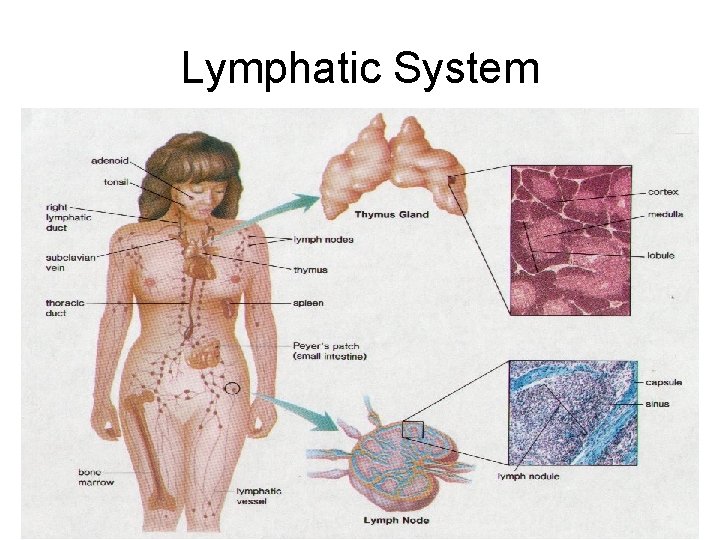 Lymphatic System 