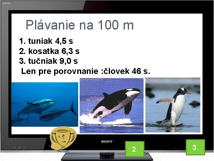 Plávanie na 100 m 1. tuniak 4, 5 s 2. kosatka 6, 3 s