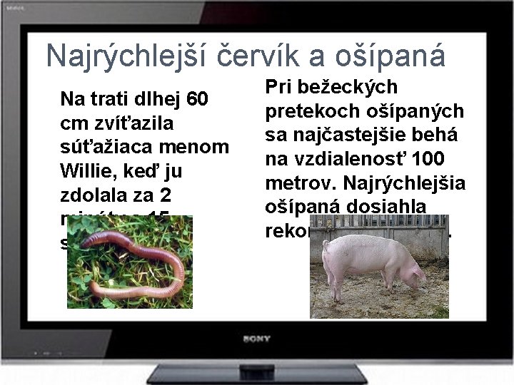 Najrýchlejší červík a ošípaná Na trati dlhej 60 cm zvíťazila súťažiaca menom Willie, keď