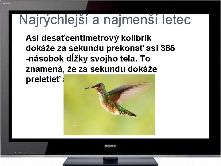 Najrýchlejší a najmenší letec Asi desaťcentimetrový kolibrík dokáže za sekundu prekonať asi 385 -násobok