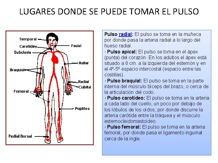 LUGARES DONDE SE PUEDE TOMAR EL PULSO Pulso radial: El pulso se toma en