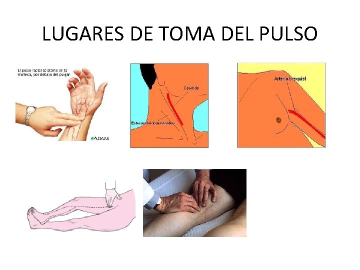 LUGARES DE TOMA DEL PULSO 