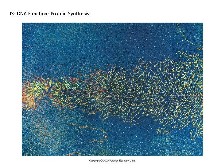 IX: DNA Function: Protein Synthesis 