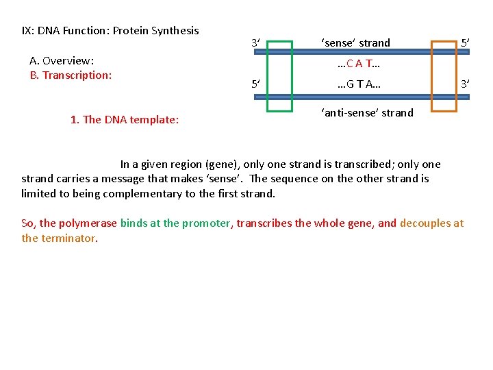 IX: DNA Function: Protein Synthesis A. Overview: B. Transcription: 1. The DNA template: 3’