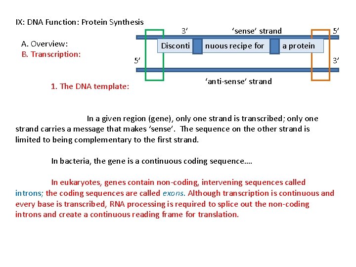 IX: DNA Function: Protein Synthesis A. Overview: B. Transcription: 1. The DNA template: 3’