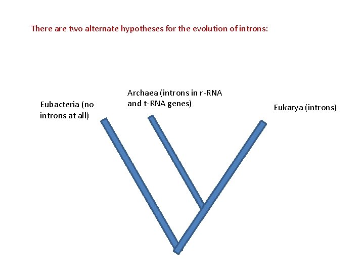 There are two alternate hypotheses for the evolution of introns: Eubacteria (no introns at