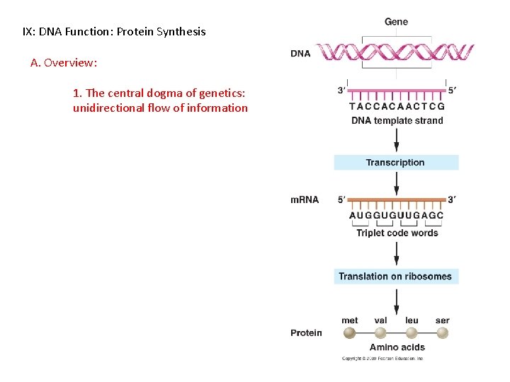 IX: DNA Function: Protein Synthesis A. Overview: 1. The central dogma of genetics: unidirectional
