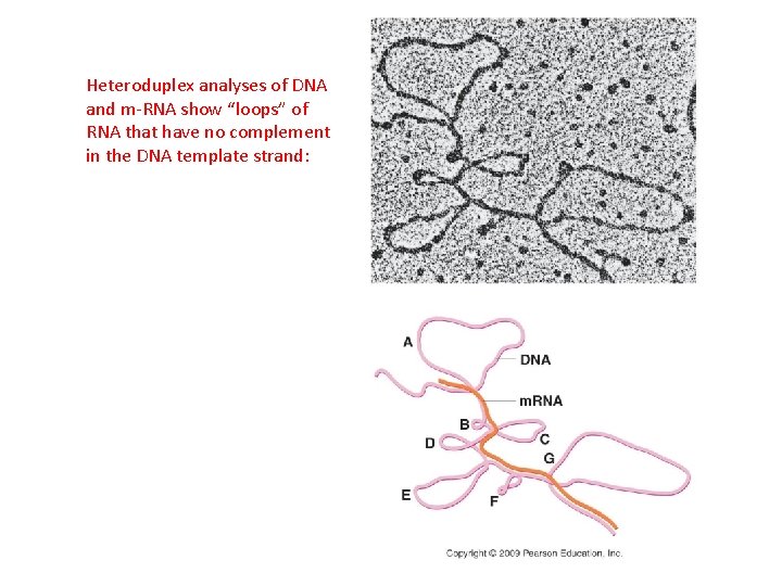 Heteroduplex analyses of DNA and m-RNA show “loops” of RNA that have no complement