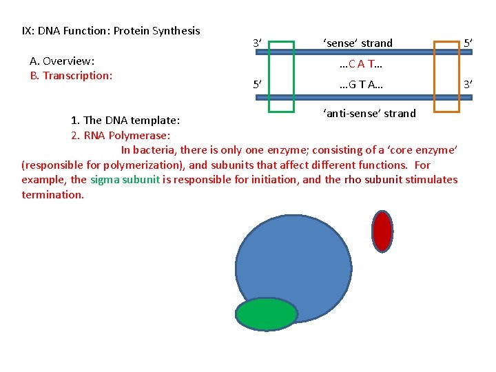 IX: DNA Function: Protein Synthesis A. Overview: B. Transcription: 3’ ‘sense’ strand 5’ …C