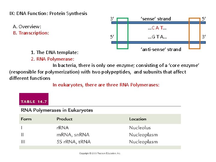 IX: DNA Function: Protein Synthesis A. Overview: B. Transcription: 3’ ‘sense’ strand 5’ …C