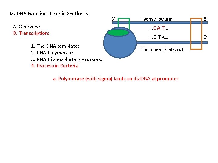 IX: DNA Function: Protein Synthesis A. Overview: B. Transcription: 3’ ‘sense’ strand 5’ …C