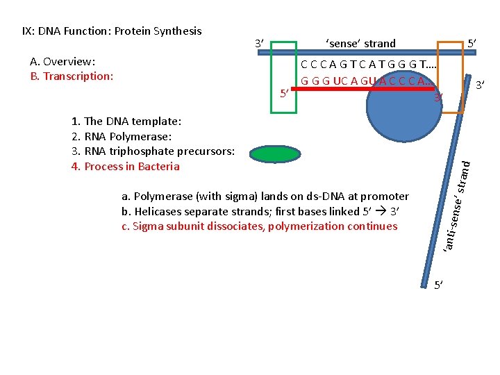 IX: DNA Function: Protein Synthesis A. Overview: B. Transcription: 3’ ‘sense’ strand 5’ C