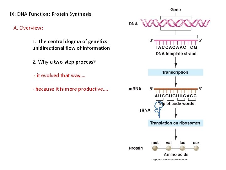IX: DNA Function: Protein Synthesis A. Overview: 1. The central dogma of genetics: unidirectional
