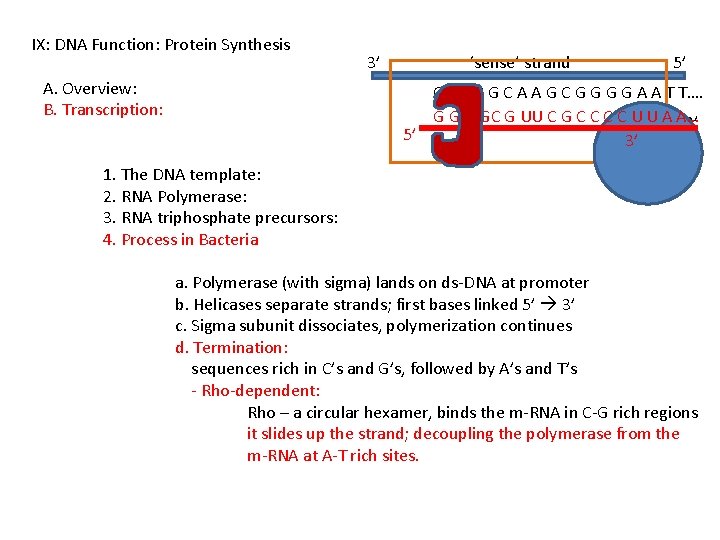 IX: DNA Function: Protein Synthesis A. Overview: B. Transcription: 3’ ‘sense’ strand 5’ C
