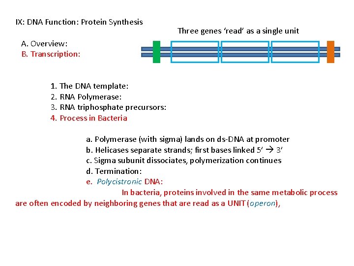 IX: DNA Function: Protein Synthesis Three genes ‘read’ as a single unit A. Overview: