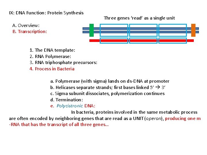 IX: DNA Function: Protein Synthesis Three genes ‘read’ as a single unit A. Overview: