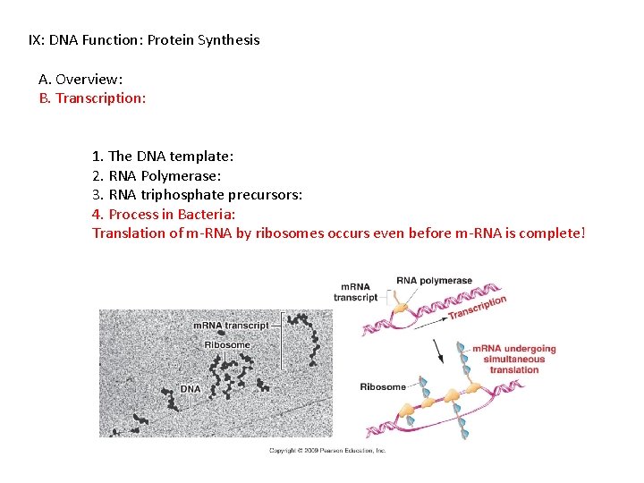 IX: DNA Function: Protein Synthesis A. Overview: B. Transcription: 1. The DNA template: 2.