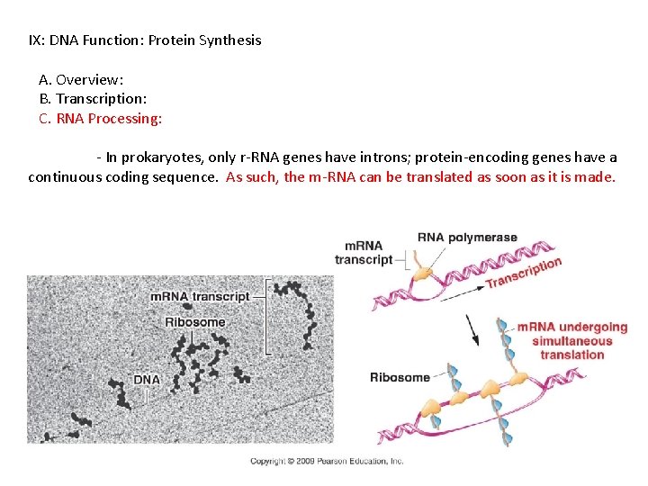 IX: DNA Function: Protein Synthesis A. Overview: B. Transcription: C. RNA Processing: - In