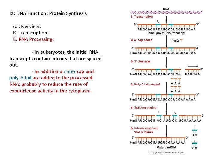 IX: DNA Function: Protein Synthesis A. Overview: B. Transcription: C. RNA Processing: - In