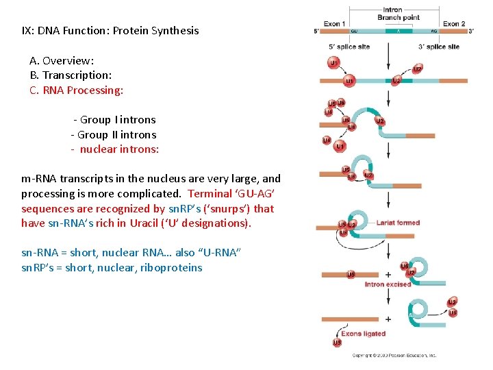 IX: DNA Function: Protein Synthesis A. Overview: B. Transcription: C. RNA Processing: - Group