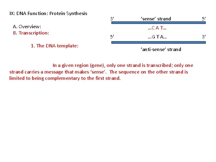 IX: DNA Function: Protein Synthesis A. Overview: B. Transcription: 1. The DNA template: 3’