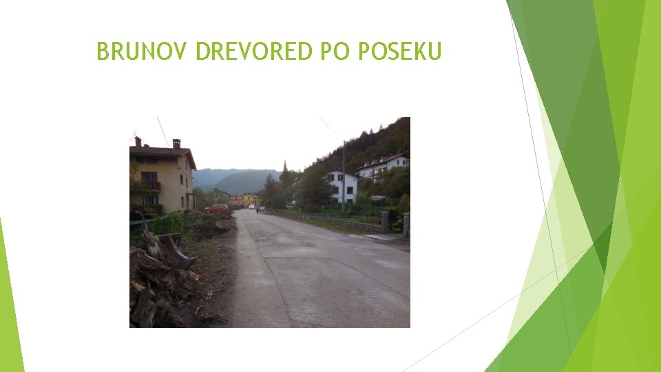 BRUNOV DREVORED PO POSEKU BRUNOV DREVORED PO POSEKU