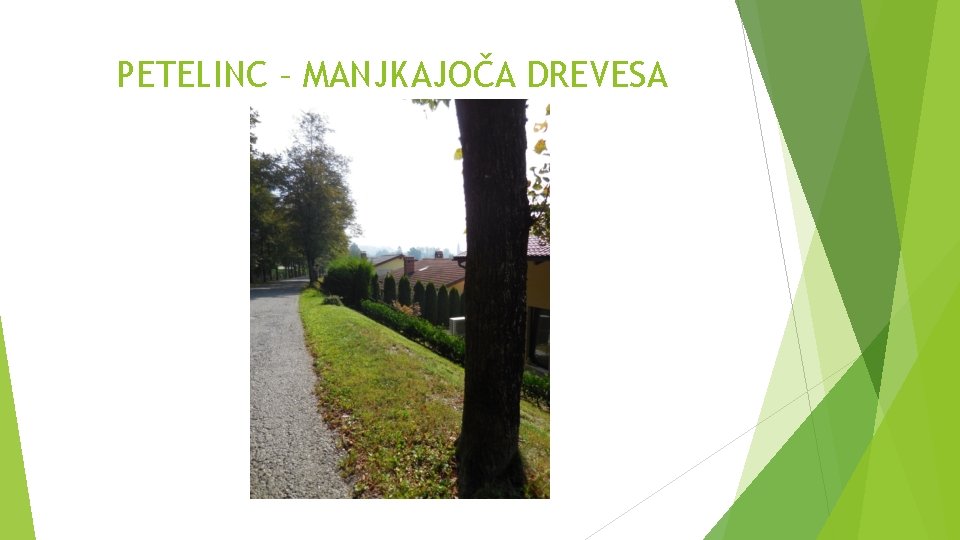 PETELINC – MANJKAJOČA DREVESA PETELINC – MANJKAJOČA DREVESA