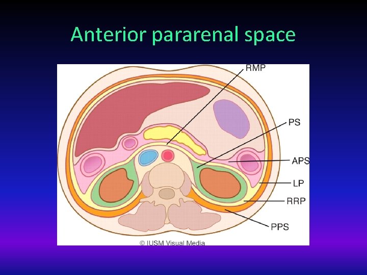 Anterior pararenal space 