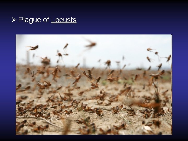 Ø Plague of Locusts Ø Plague of Locusts