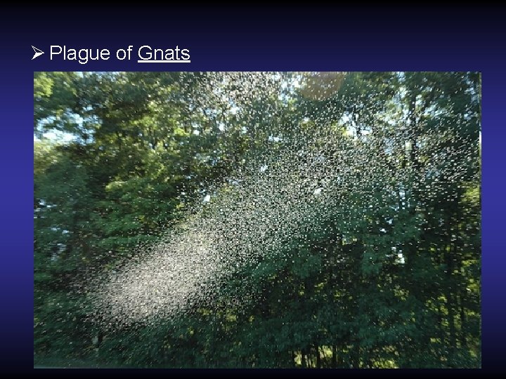Ø Plague of Gnats Ø Plague of Gnats