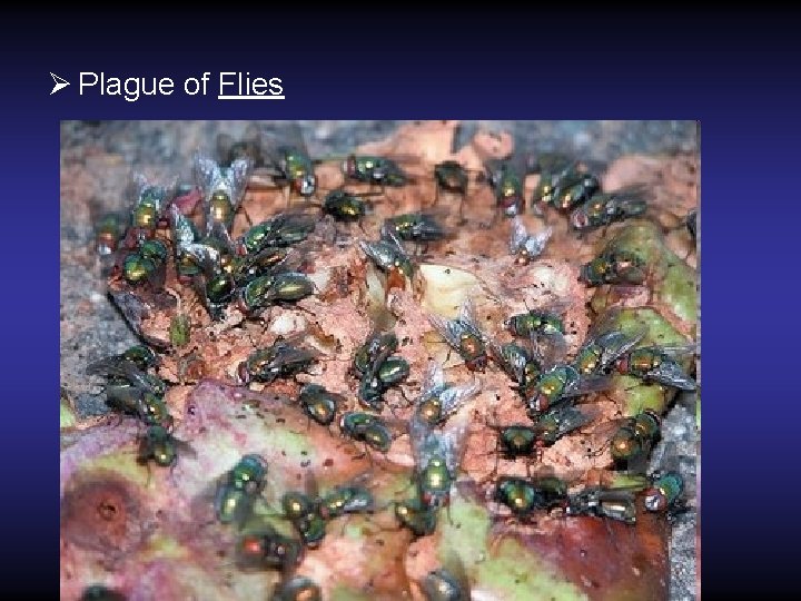 Ø Plague of Flies Ø Plague of Flies