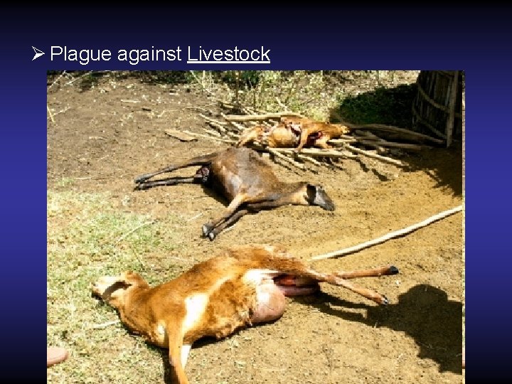 Ø Plague against Livestock Ø Plague against Livestock