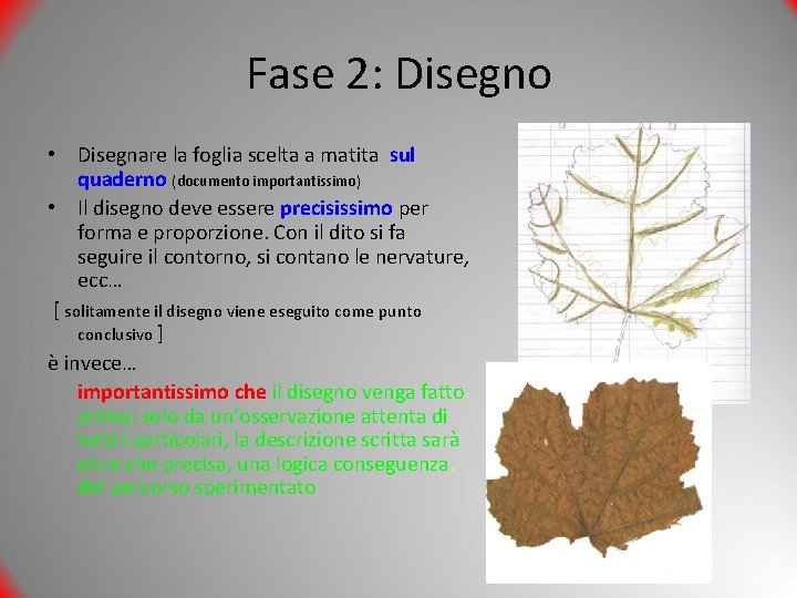 Fase 2: Disegno • Disegnare la foglia scelta a matita sul quaderno (documento importantissimo)