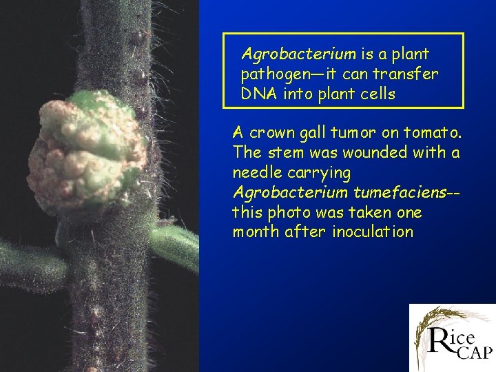 Agrobacterium is a plant pathogen—it can transfer DNA into plant cells A crown gall
