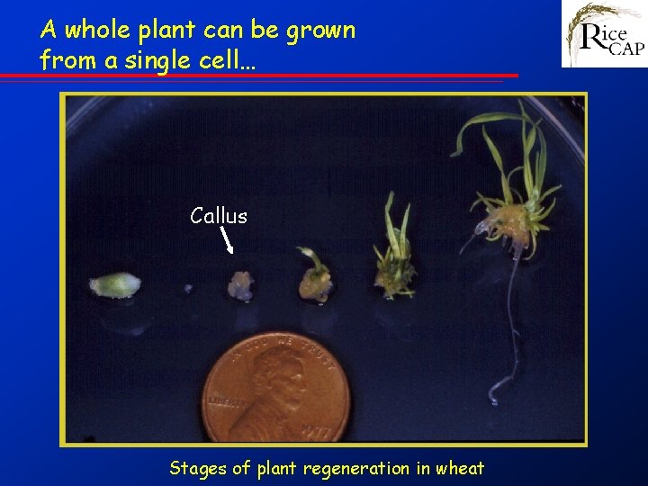 A whole plant can be grown from a single cell… Callus Stages of plant