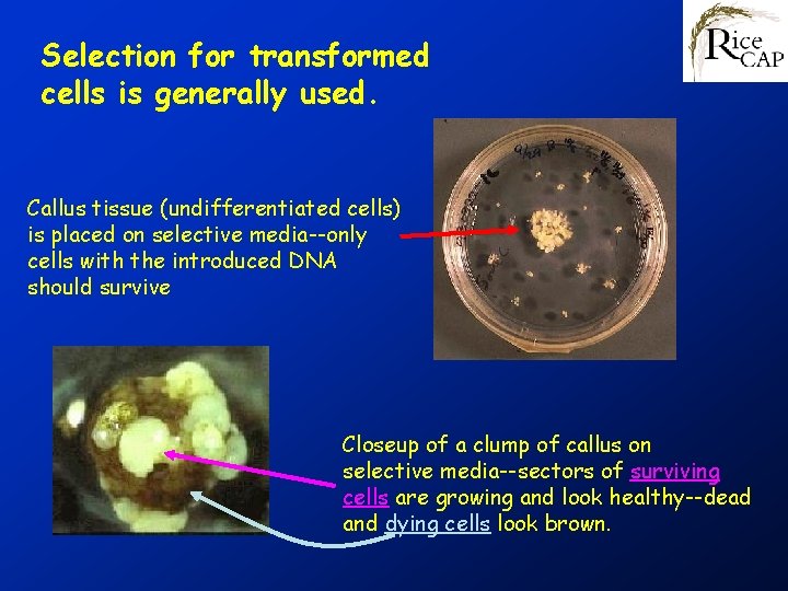 Selection for transformed cells is generally used. Callus tissue (undifferentiated cells) is placed on