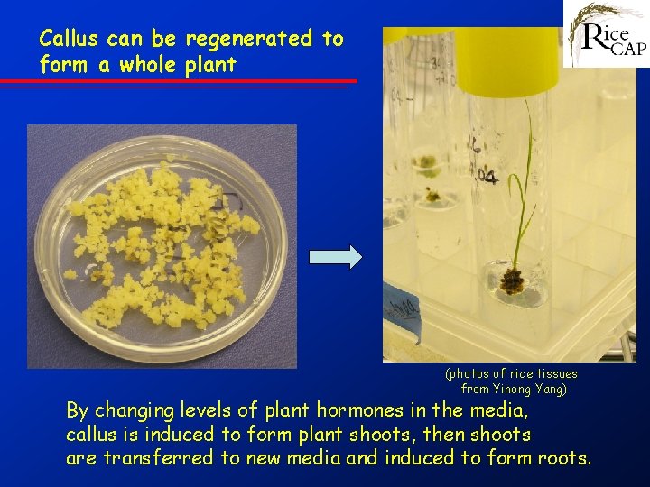 Callus can be regenerated to form a whole plant (photos of rice tissues from