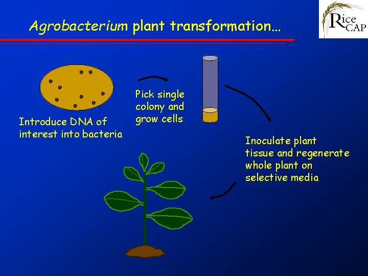 Agrobacterium plant transformation… Introduce DNA of interest into bacteria Pick single colony and grow