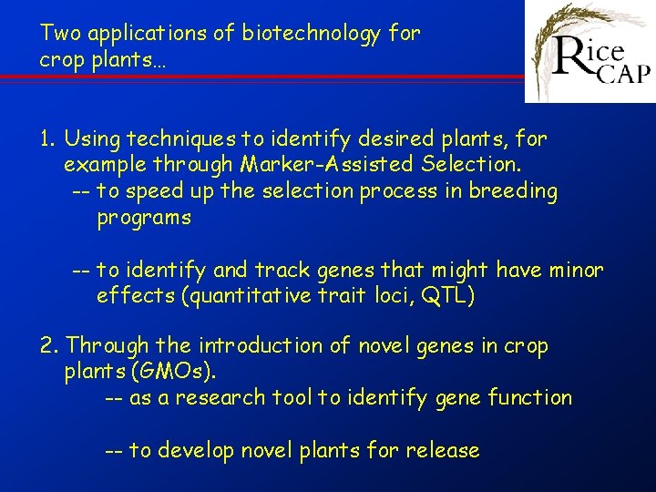 Two applications of biotechnology for crop plants… 1. Using techniques to identify desired plants,