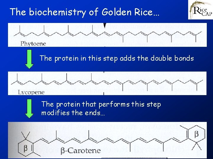 The biochemistry of Golden Rice… The protein in this step adds the double bonds