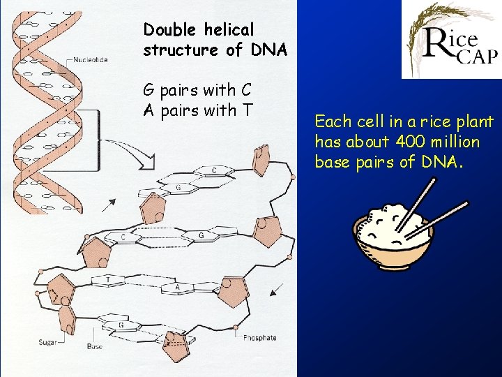 Double helical structure of DNA G pairs with C A pairs with T Each